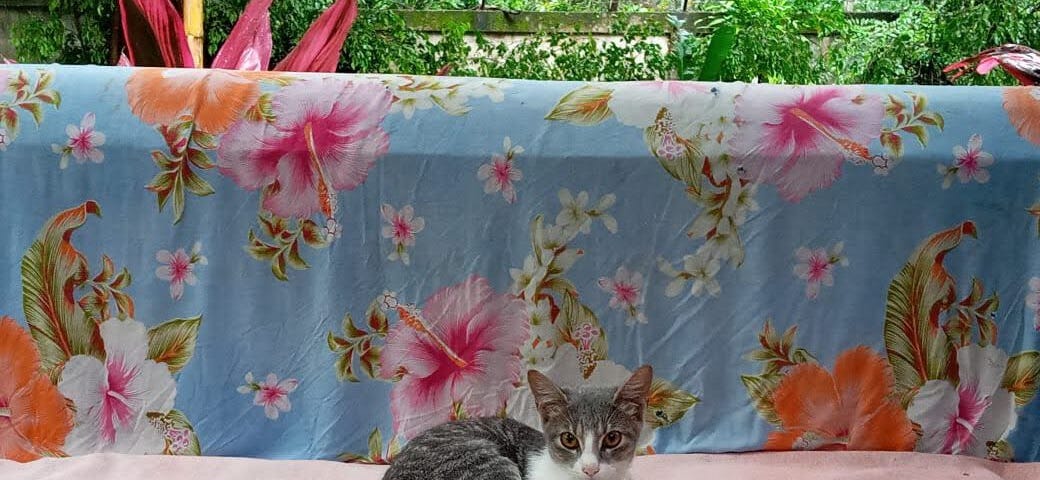 Un gatito gris y blanco sentado en un banco tapizado de colores, en un jardín tropical