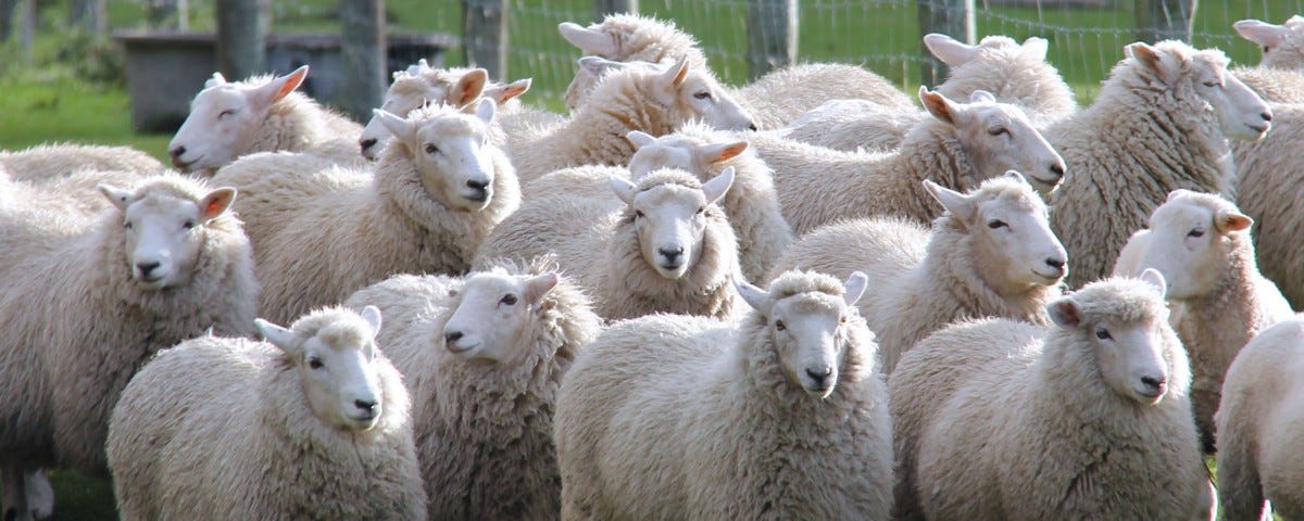 A flock of sheep in a field, stood next to a fence.