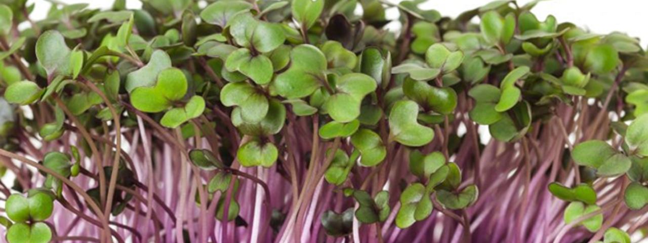 Radish Microgreens: Ready to Be Harvested