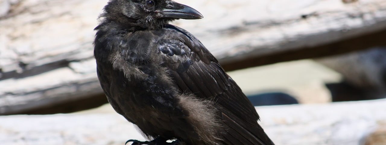 A crow sits on a rock near some logs on a beach