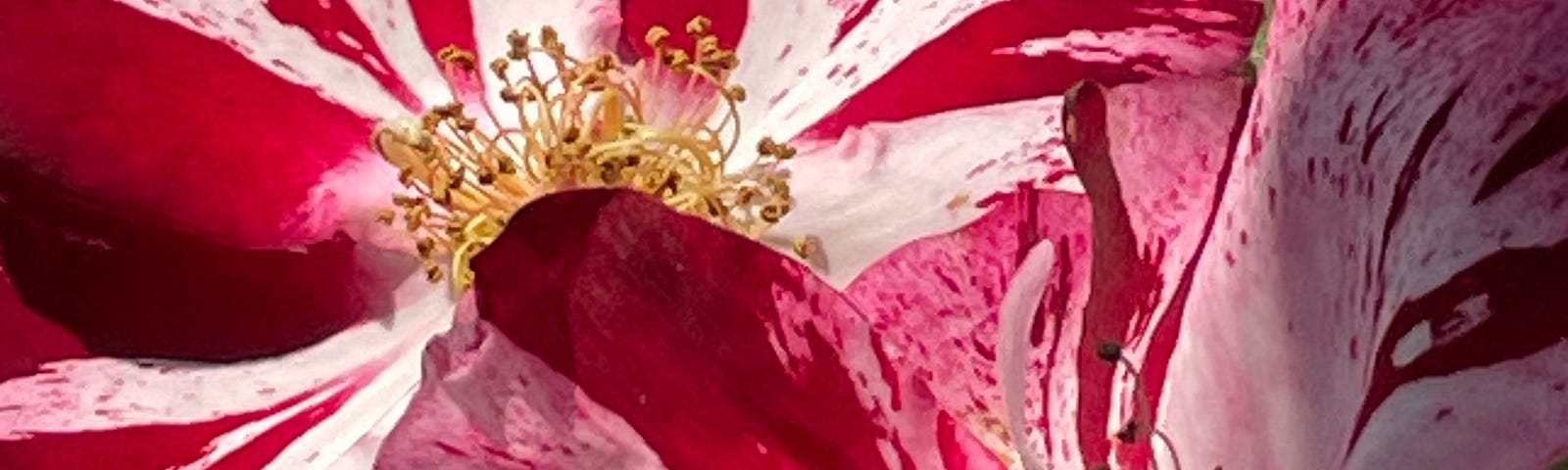 close up of fourth of july rose in bloom — red and white colors