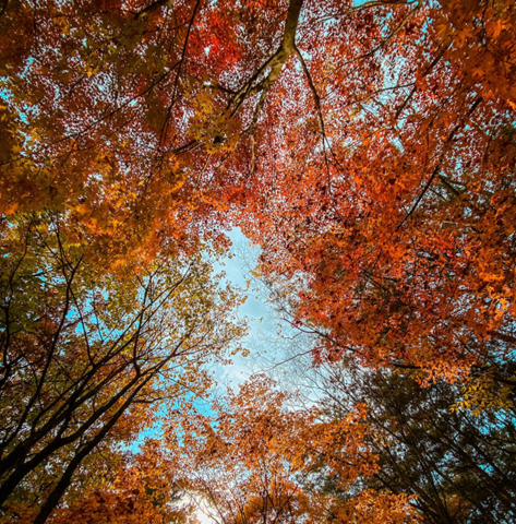 looking up through autumn trees at a blue sky