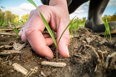 A close-up picture of a person’s hand, with a small green plant shoot between their finger and thumb.