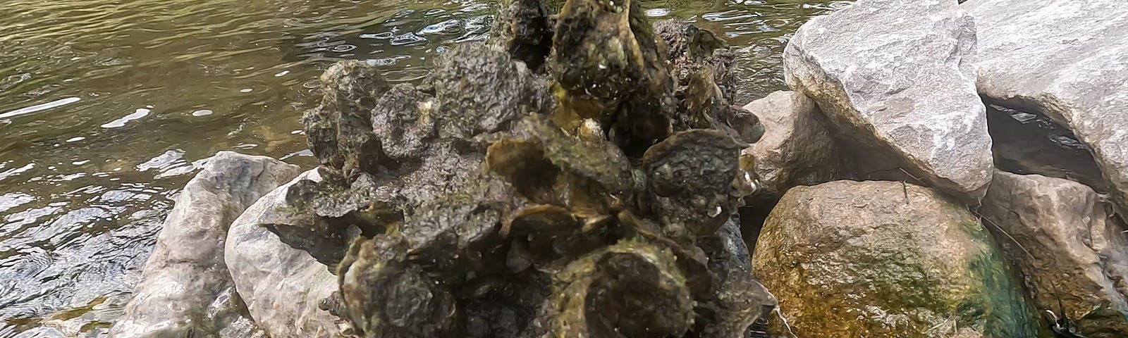 oysters growing on limestone