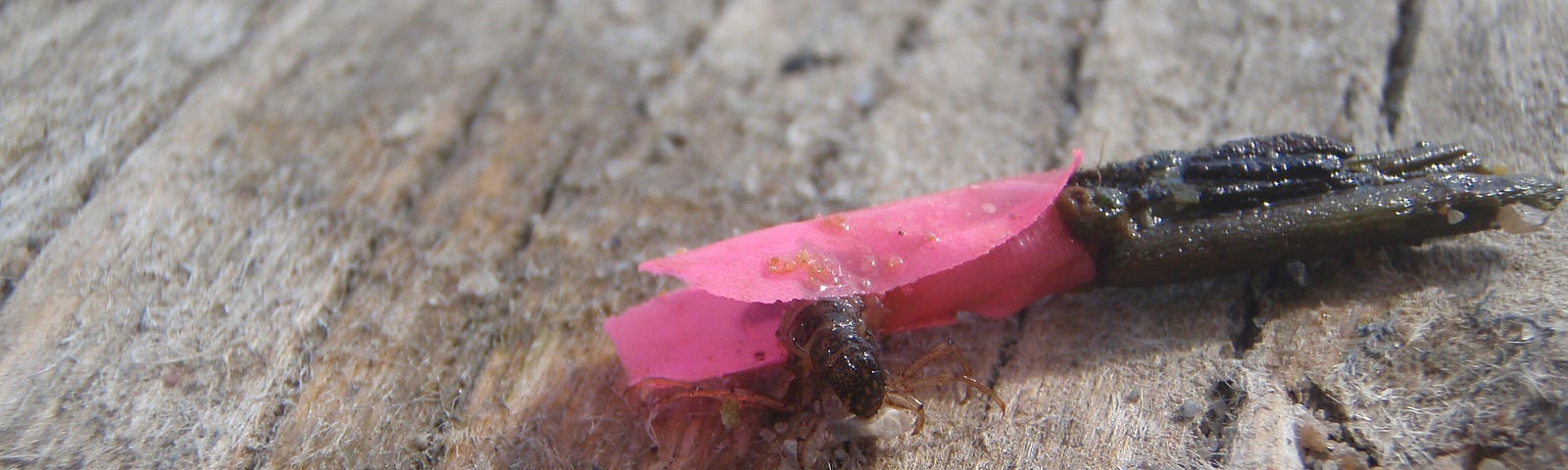 A caddisfly larvae using flagging tape for its case.