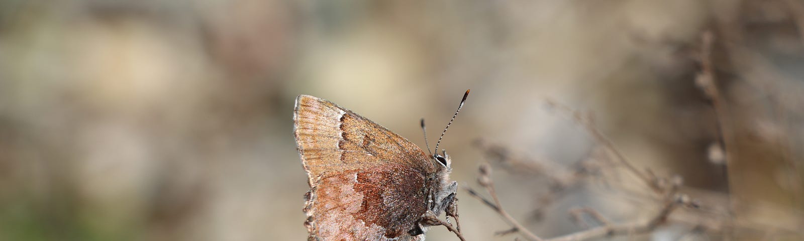 A silvery brown butterfly perches on plant