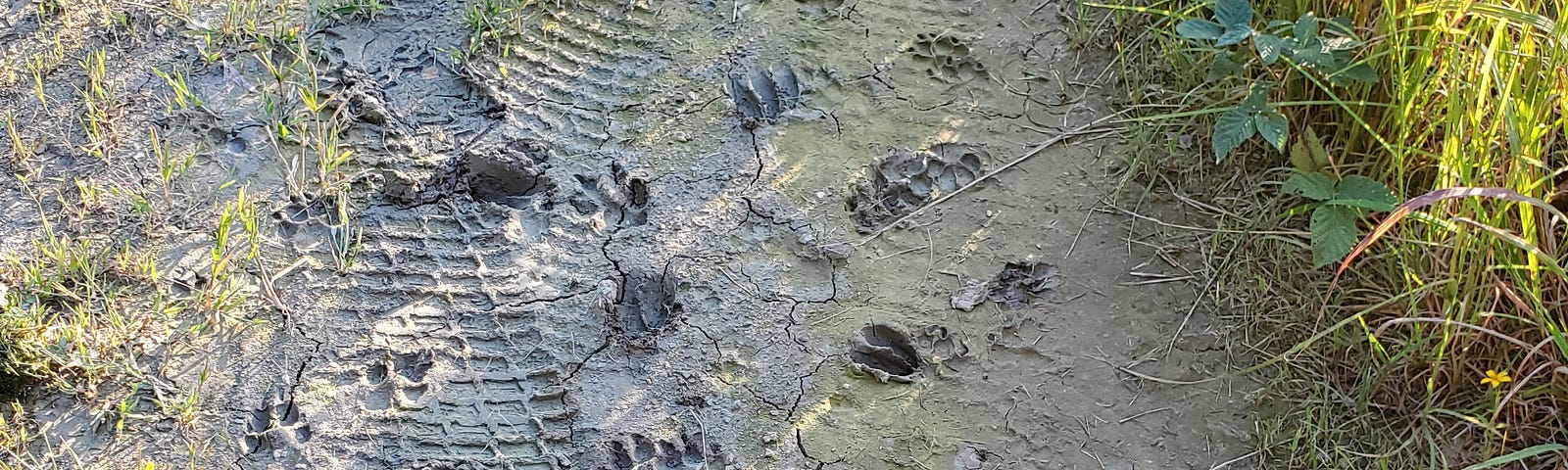 Assorted animal footprints left in a muddy area