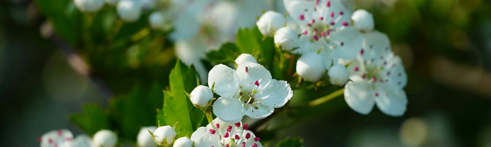 White scented flowers of the hawthorn tree in bloom.