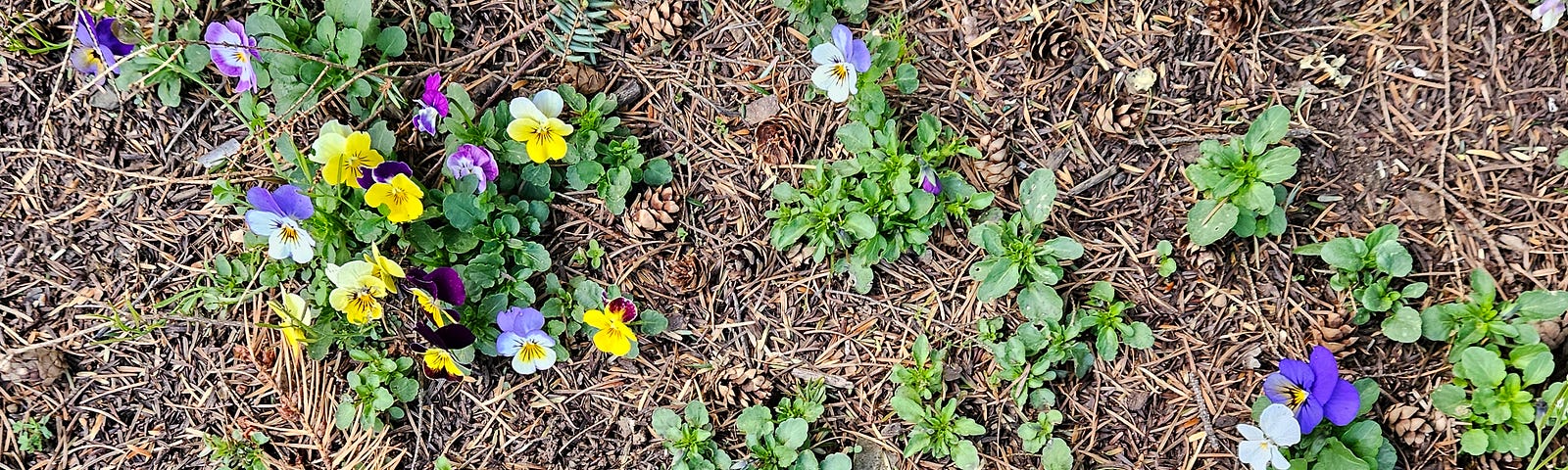 Beautiful spring flowers sprouting up from the earth
