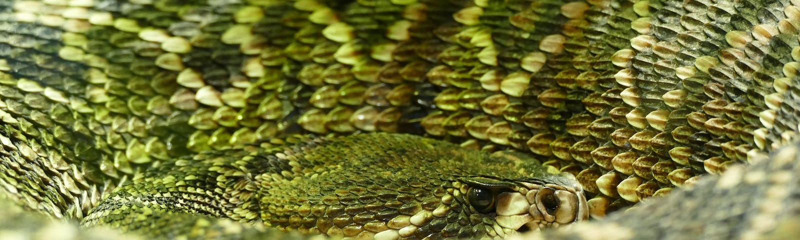 Close up of a green snake’s skin