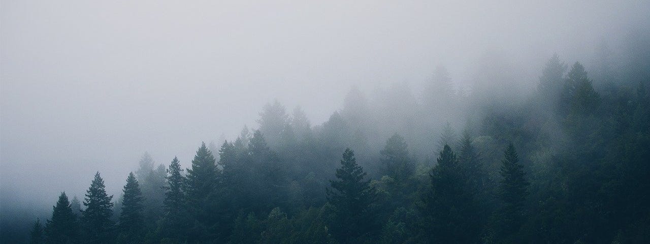 a Misty green forest on a rainy day