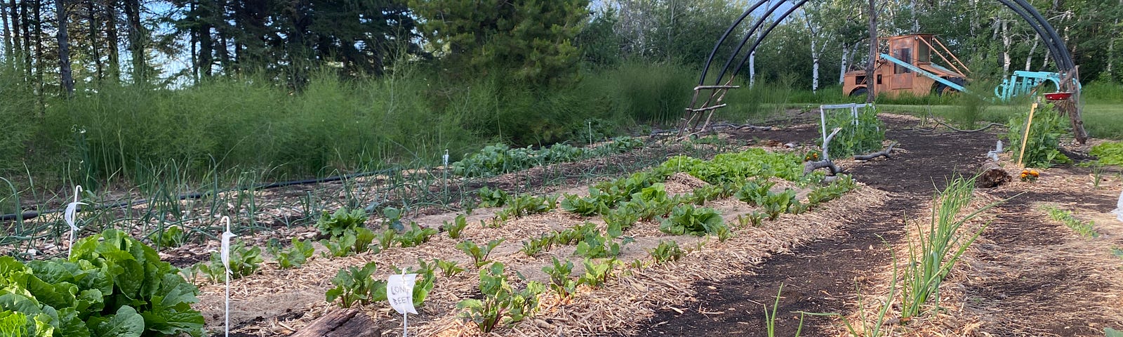 A large garden plot with flowers and vegetables growing.