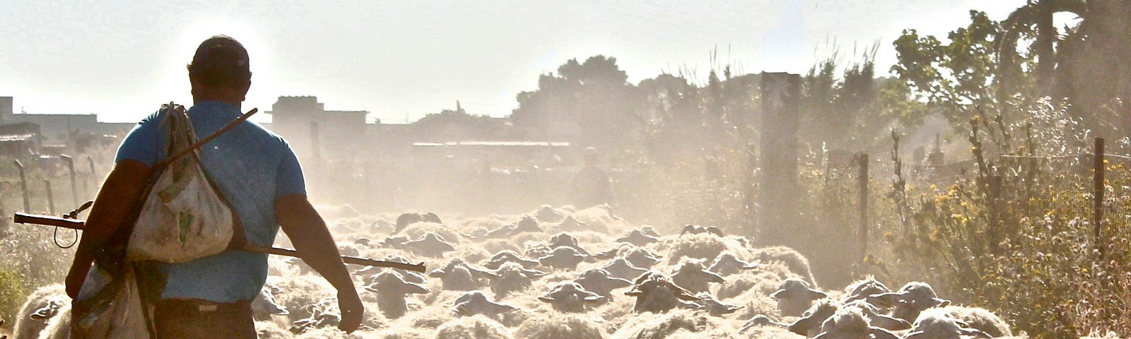 A shepherd and his flock walking along a sunny and dusty road.