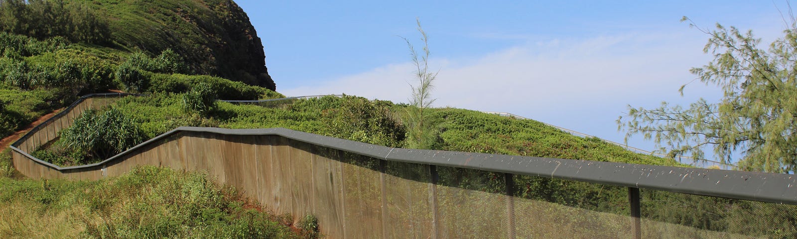 A predator-proof fence boarders the perimeter of Nihokū at the Kīlauea Point National Wildlife Refuge. Lush green trees and bushes outline the fence.