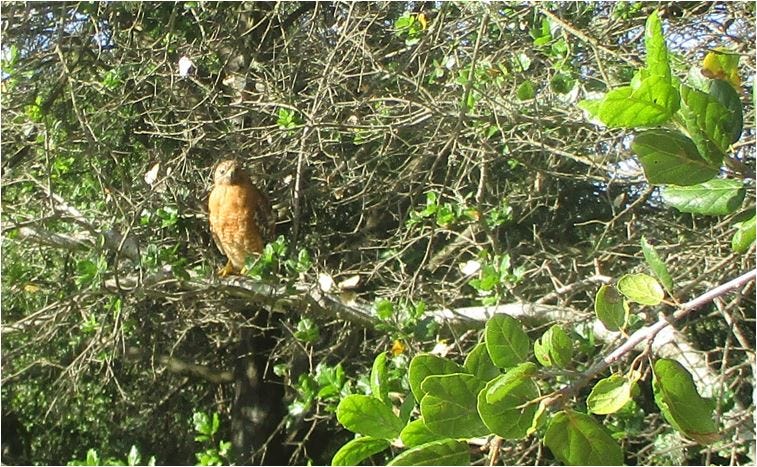 Red-shouldered hawk perched on a tree branch