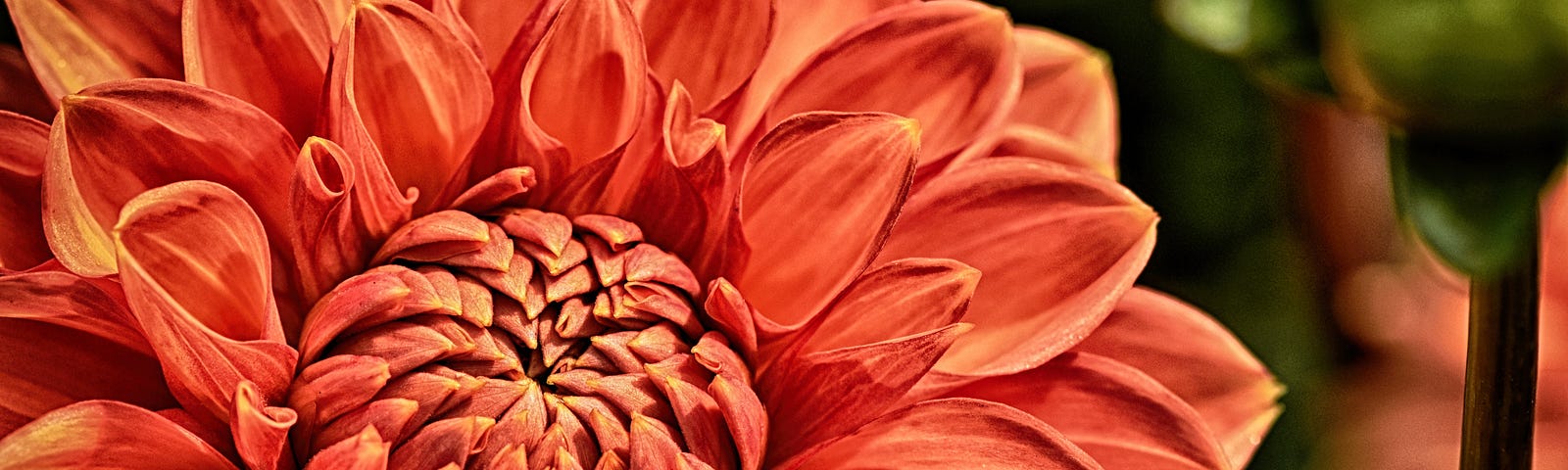 Closeup photo of open, bright orange dahlia.