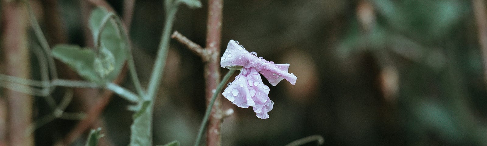 A close-up of pale pink and purple sweet peas in the rain.