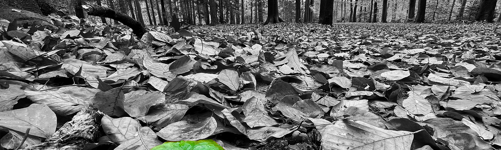 Black and white photo of leaves laying on the ground in a forest with one leaf being green.