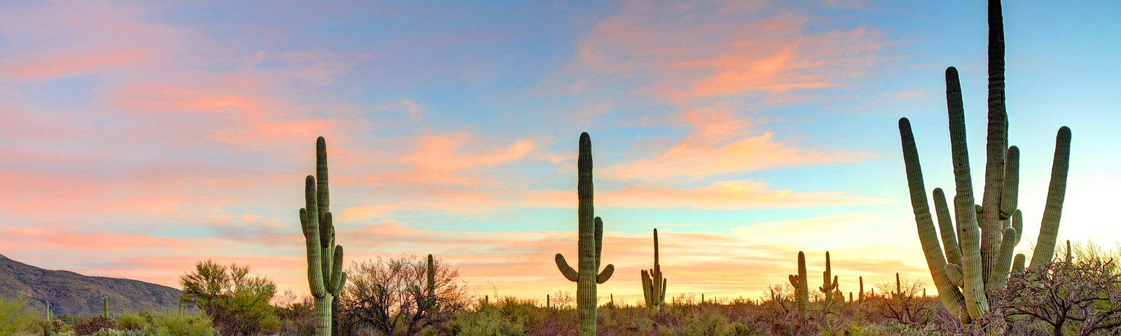 Image of Saguaro and prickly pear cacti against a pinkening sunset sky.