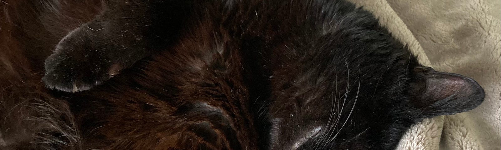 a black cat sleeping on a plush blanket