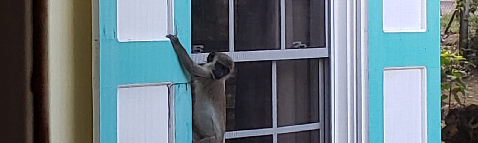 Monkey climbing a blue and white storm shutter beside a window.