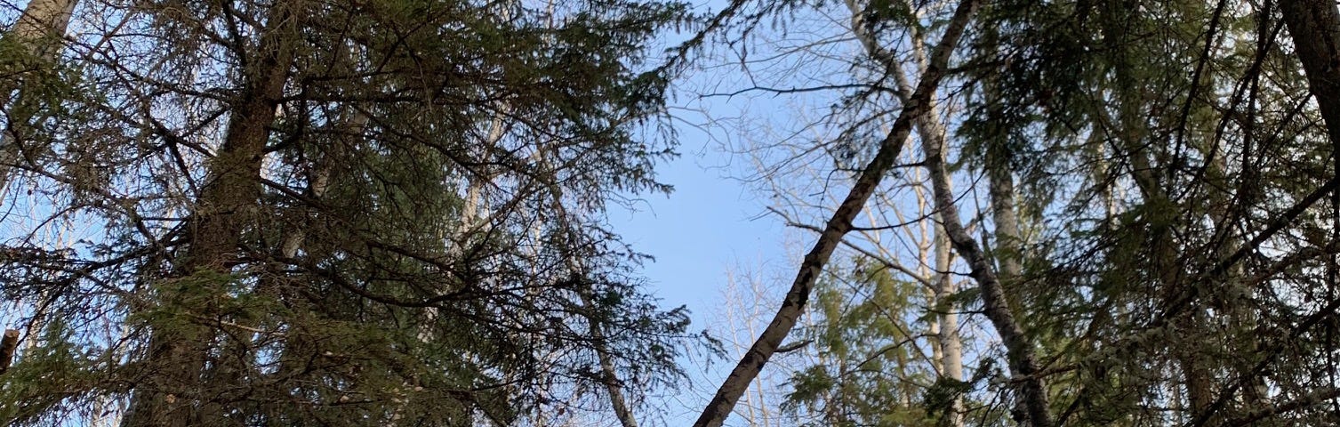 Entering the Boreal forest pine trees loom and birch trees criss-cross above our path. There is a soft light blue sky beyond.