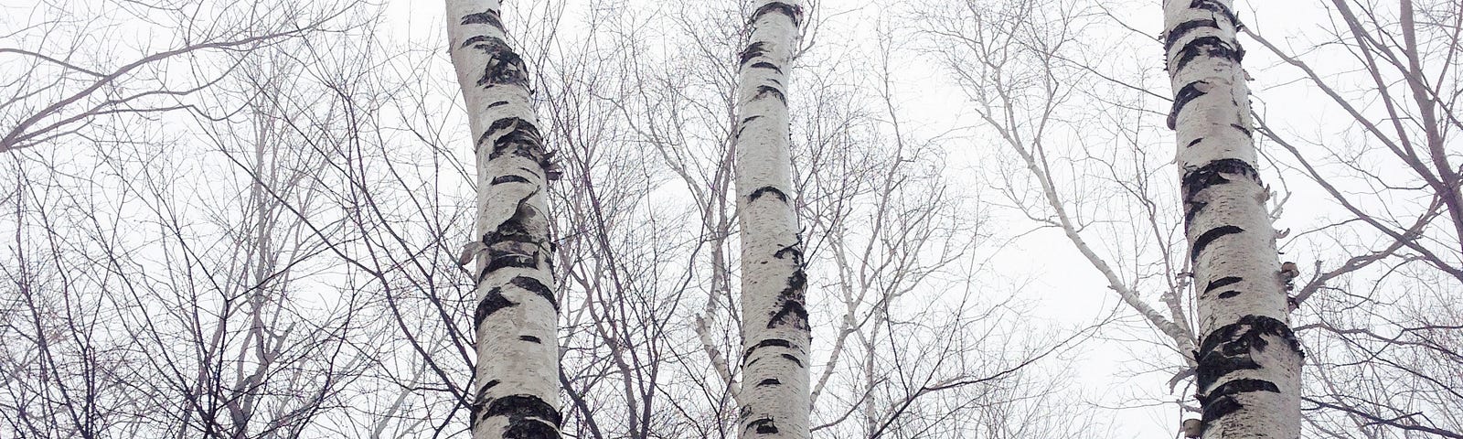 Three birch trees, winter, bare branches reaching upwards, grey day | nature photography | © pockett dessert