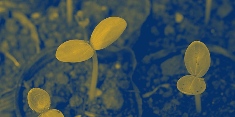 Three saplings pushing through the soil.