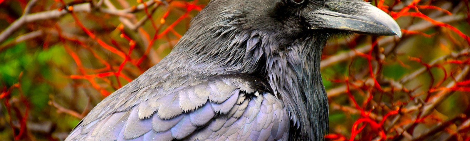 closeup color photograph of the side view of a crow standing on the ground with exceptional detail to the layering of their dark blue, charcoal grey and black feathers