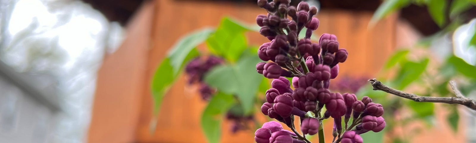 Lilacs are about to bloom