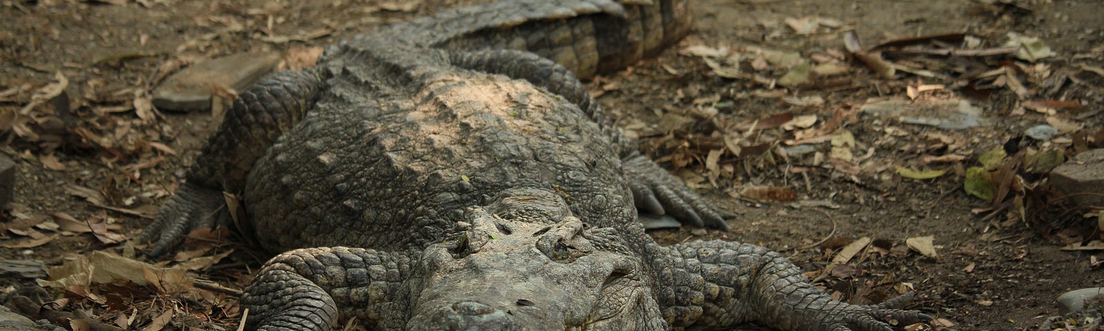 Close up shot of a crocodile.
