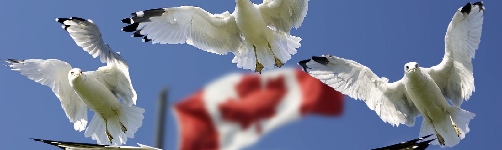 4 seagulls fly in a circle formation, framing an out-of-focus Canadian flag behind them.