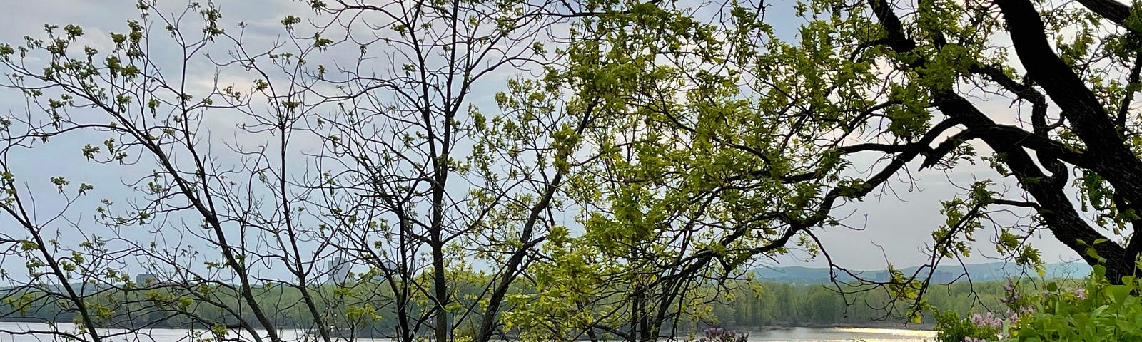 A view through the flowers and trees over the Ottawa River at sunset