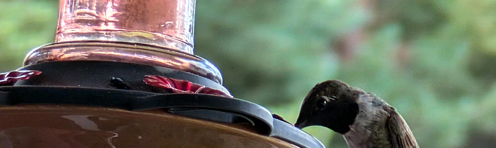 A hummingbird feeds from a red and orange feeder with a blurred green background. The bird’s delicate wings are folded while it drinks nectar.