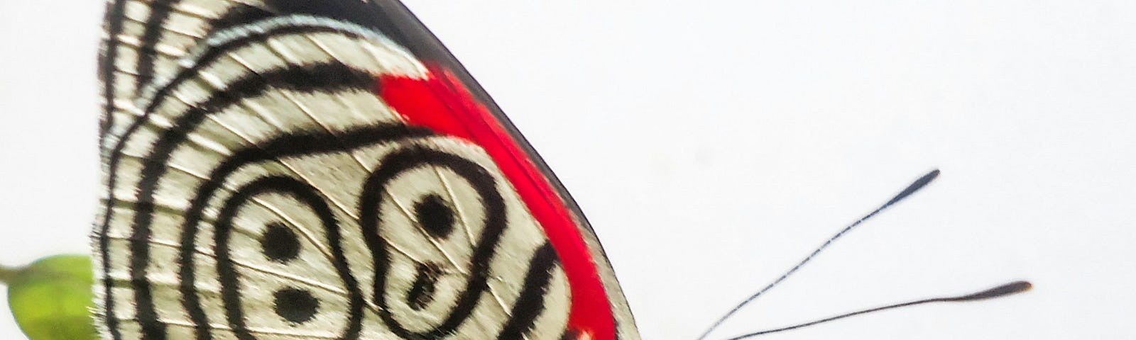 white, red, and black butterfly sitting on a leaf