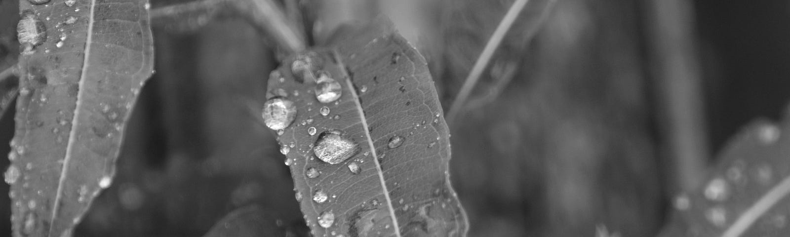 Raindrops lying on different layers of leaves.