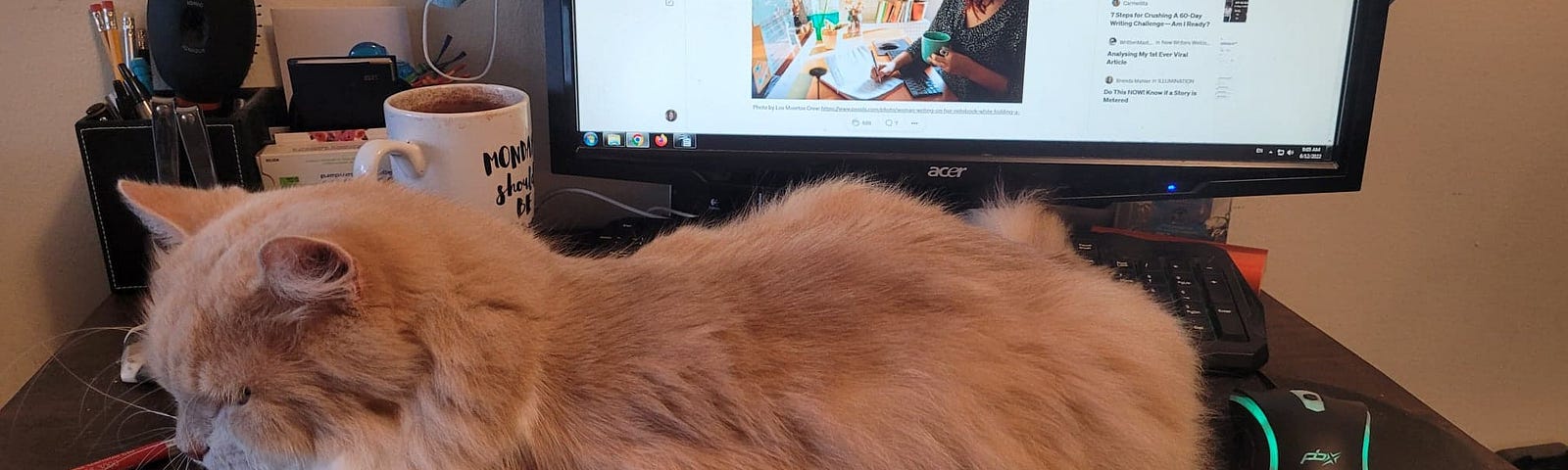 Kobe, my needy orange and white cat, sitting on my notebook at my computer desk, wondering why I’m giving it attention instead of him!