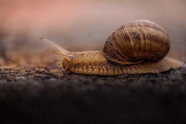 a snail fills the frame on the right side, against a soft-focus background