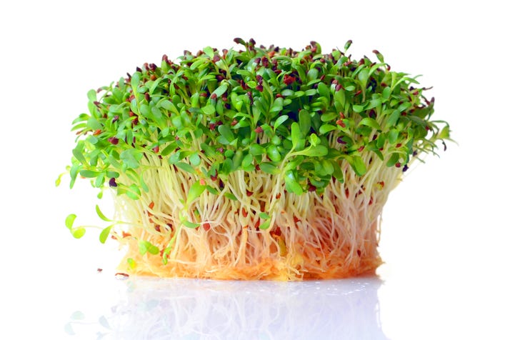 Picture of a bunch of alfalfa sprouts.