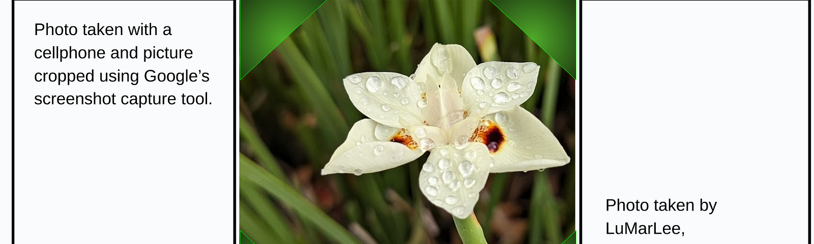 Picture of yellow flower with rain drops on the petals and the words — Photo taken with a cellphone and picture cropped using Google’s screenshot capture tool — Photo taken by LuMarLee, November 2023 ©️ LuMarLee 2023