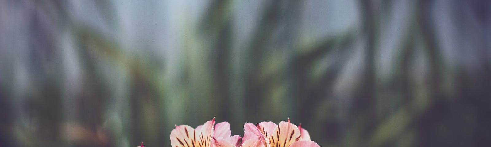 Pink petaled flowers on an unfocused background.