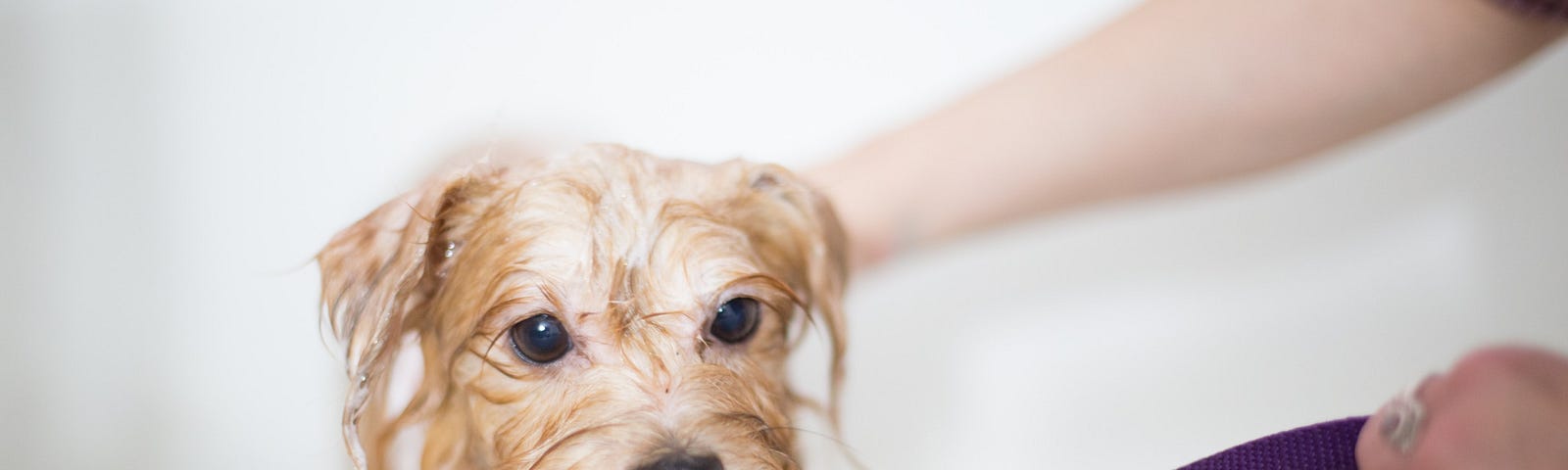 Dog in a bath.