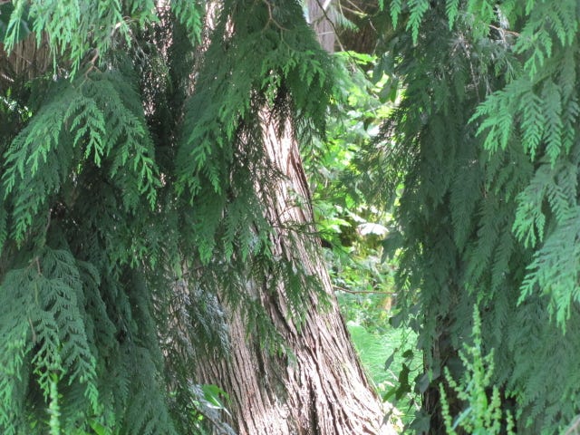 A very large tree and foliage about it.