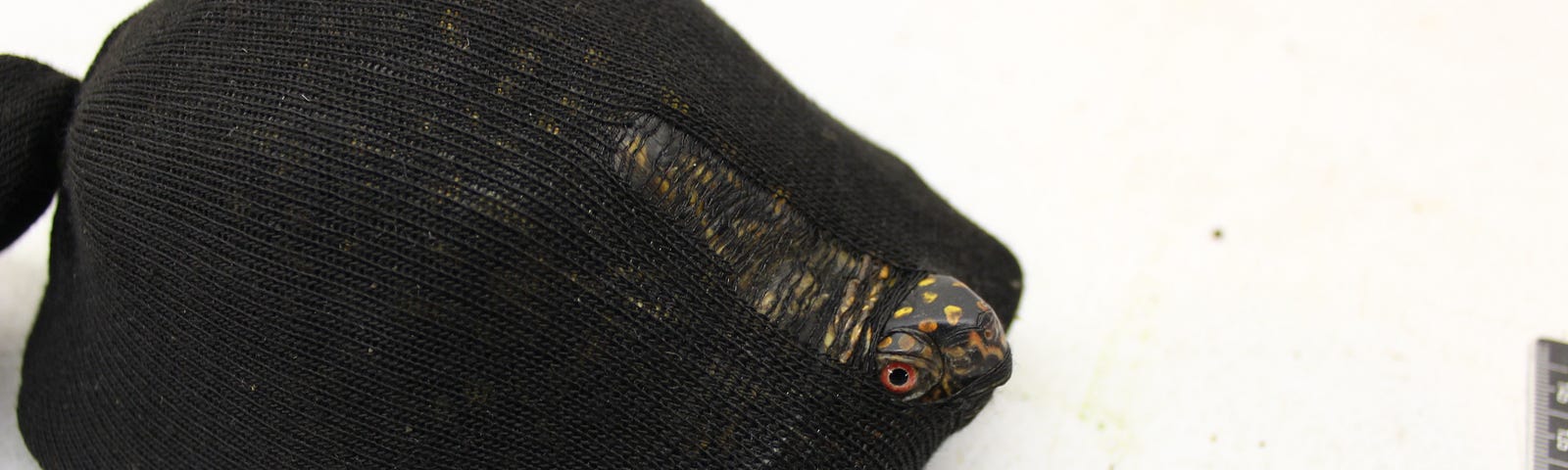 A turtle whose head is sticking out of a hole in a sock