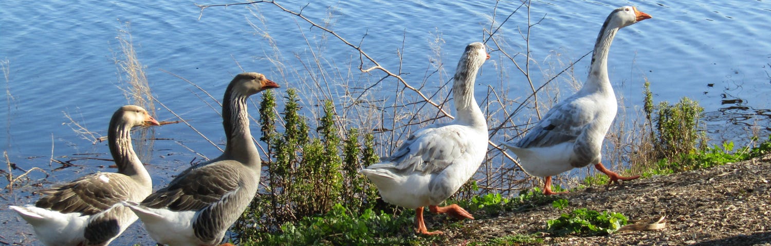 Geese in a row walking by lake