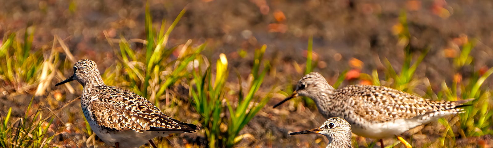 Common Sandpiper birds close-up side view foraging for food in a marsh environment and habitat with a blur foliage background