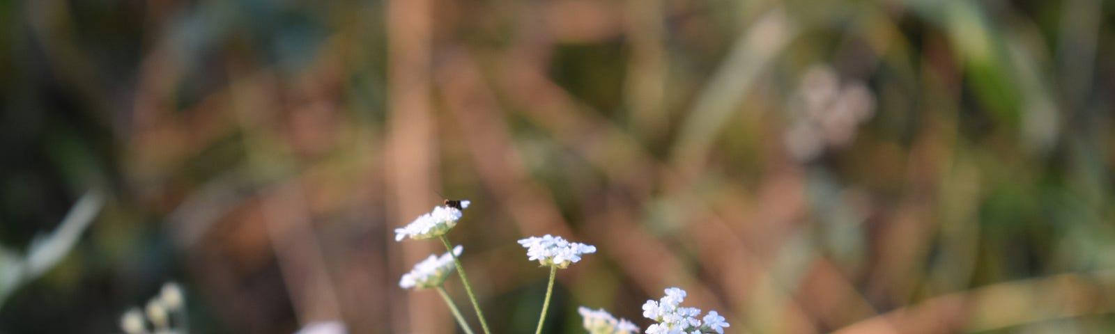 Delicate white wildflower in foreground with a semi-abstract background of out of focus foliage.