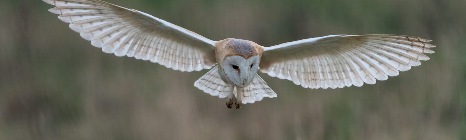 picture of a barn owl in flight