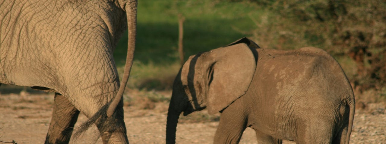 A baby elephant following its mother