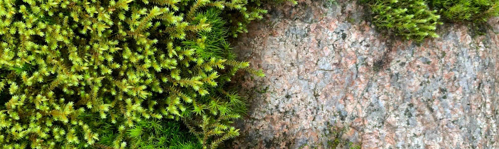 Green moss on a granite boulder. Photo by author. CC-BY license.